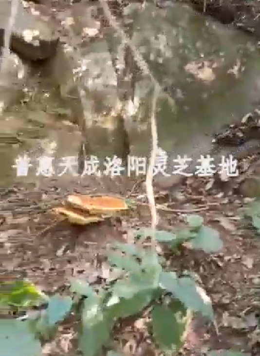 普惠天成洛陽(yáng)靈芝基地